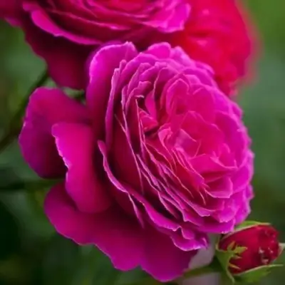 Роза МАЛИНОВЫЙ ЗВОН чайно-гибридная в Новополоцке