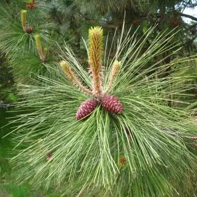 Сосна желтая  в Новополоцке