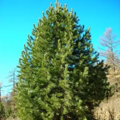Сосна кедровая сибирская в Новополоцке