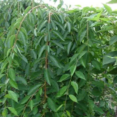 черешня Пендула