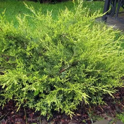 Можжевельник КУРИВАО ГОЛД китайский в Новополоцке