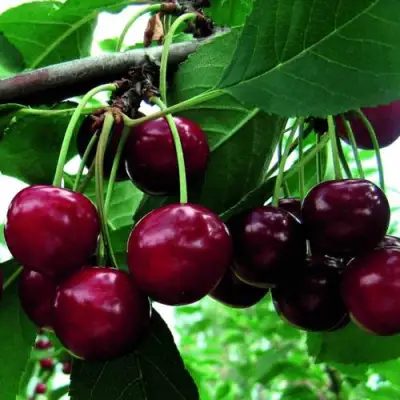 Дюк ЖИВИЦА (ЧЕРЕВИШНЯ) в Новополоцке