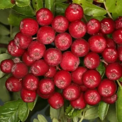 Рябина РУБИНОВАЯ сладкоплодная в Новополоцке