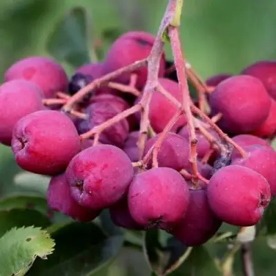 Рябина ДЕСЕРТНАЯ МИЧУРИНА сладкоплодная в Новополоцке