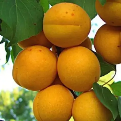 Абрикос ОНТАРИО в Новополоцке