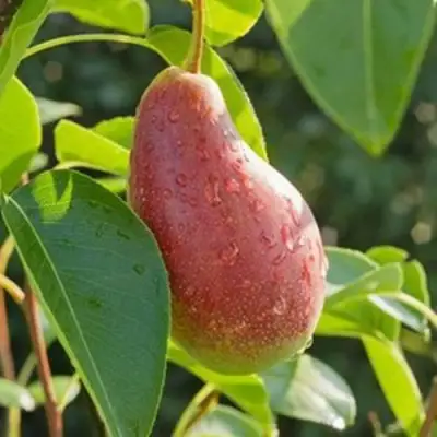 Груша ЯКОВЛЕВСКАЯ в Новополоцке