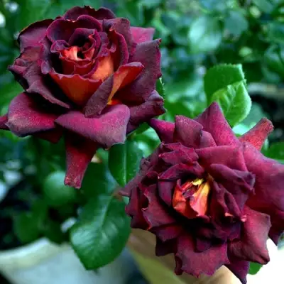 Роза ЭДДИ МИТЧЕЛЛ чайно-гибридная в Новополоцке