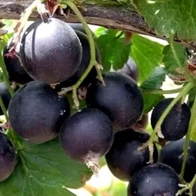 ЙОШТА в Новополоцке