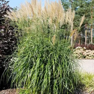 Мискантус ВАНИЛЛА СКАЙ китайский в Новополоцке