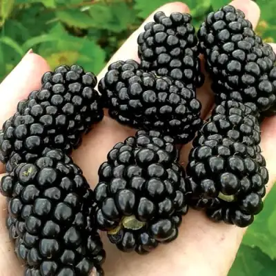 Ежевика ПРАЙМ АРК ФРИДОМ ремонтантная  в Новополоцке