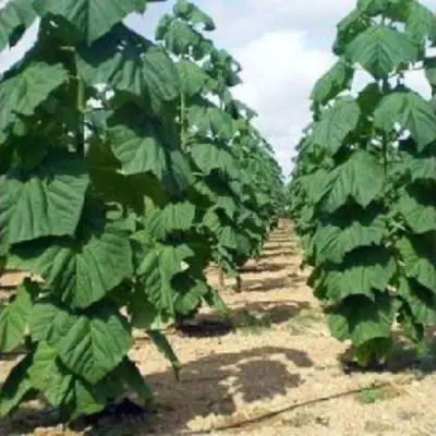 Павловния ПАО ТОГН Z07 в Новополоцке