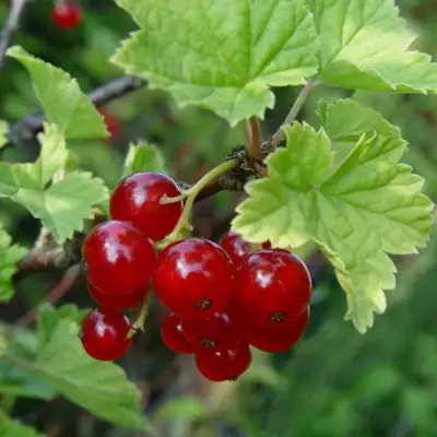 Смородина альпийская ШМИДТ в Новополоцке