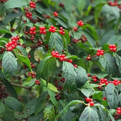 Жимолость МААКА в Новополоцке