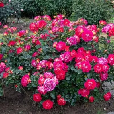 Роза БРЕРА флорибунда в Новополоцке