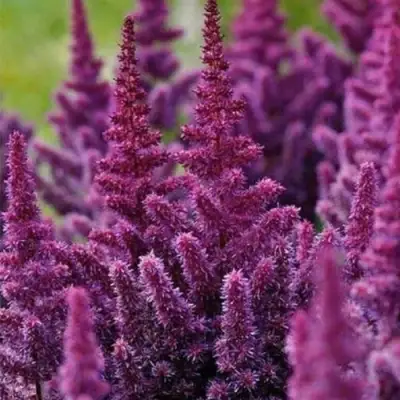 Астильба ПЕПЛ РЕЙН гибридная в Новополоцке