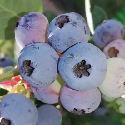 Голубика ХАРРИСОН в Новополоцке