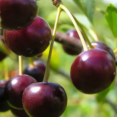 Вишня ЛИВЕНСКАЯ в Новополоцке