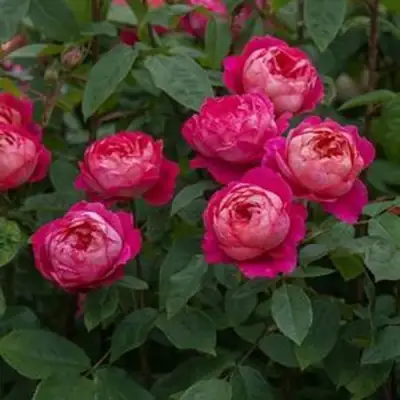 Роза БЕНДЖАМИН БРИТТЕН шраб в Новополоцке