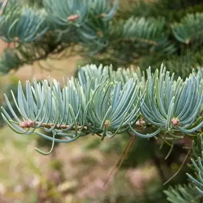 Пихта КОНКОЛОР в Новополоцке