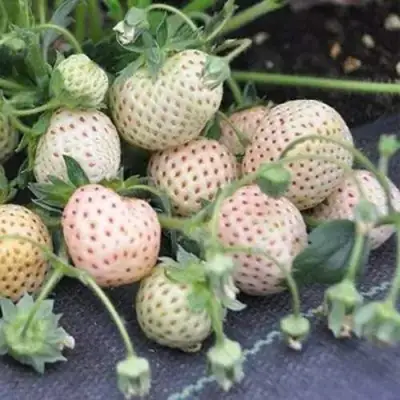 Клубника АНАНАСА ремонтантная в Новополоцке