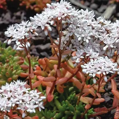 Очиток (седум) КОРАЛ КАРПЕТ белый в Новополоцке