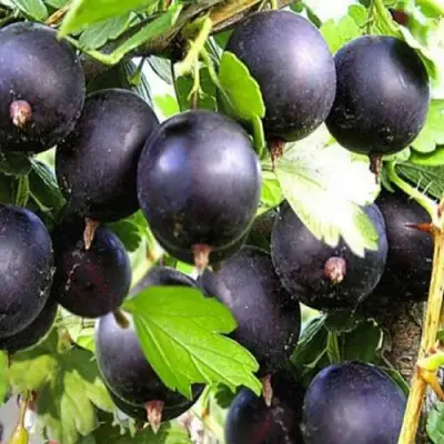 Крыжовник ЧЕРНОМОР в Новополоцке