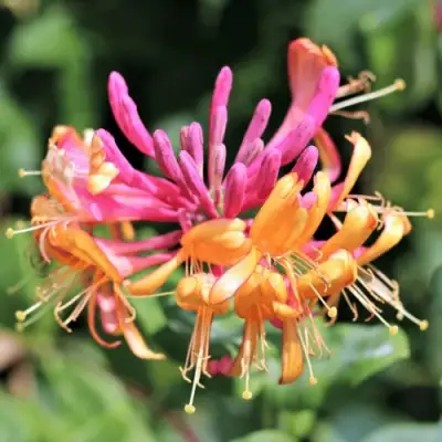 Жимолость ГЕКРОТА в Новополоцке