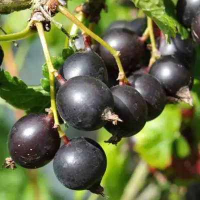 Йошта ДЖОСТАБЕРРИ в Новополоцке