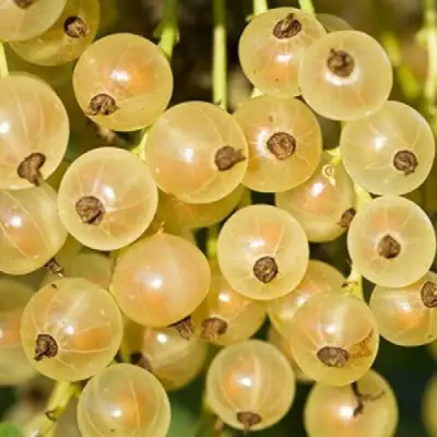 Смородина белая СМОЛЬЯНИНОВСКАЯ в Новополоцке