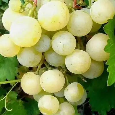 Виноград КЕША МУСКАТ в Новополоцке