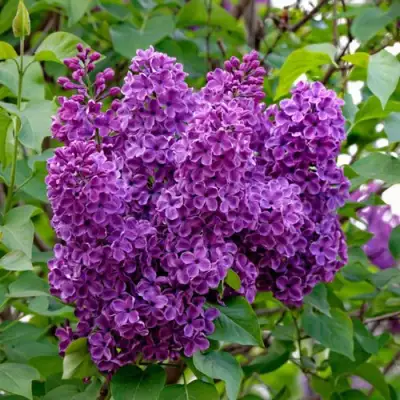 Сирень СУМЕРКИ в Новополоцке