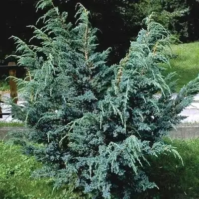 Можжевельник БЛЮ АЛЬПС китайский  в Новополоцке