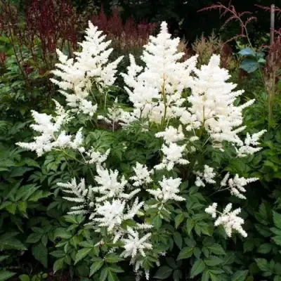 Астильба ДОЙЧЛАНД японская в Новополоцке