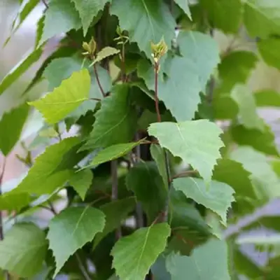 Береза ФАСТИГИАТА повислая  в Новополоцке