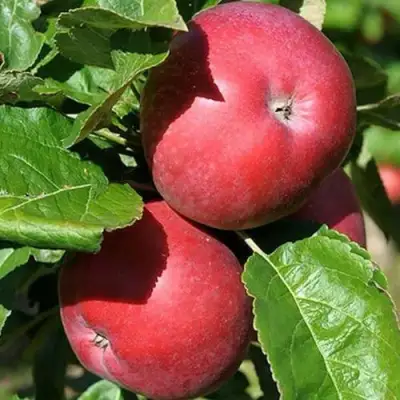 Яблоня СОЗВЕЗДИЕ колонновидная в Новополоцке