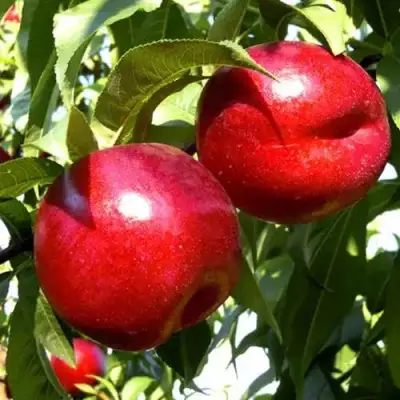 Нектарин ХАРКО в Новополоцке