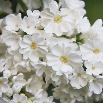 Сирень РОЧЕСТЕР в Новополоцке