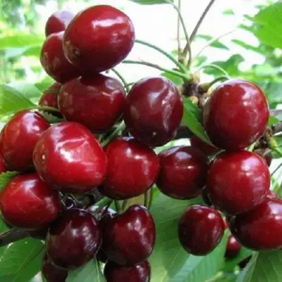 Черешня ГРОНКАВАЯ в Новополоцке