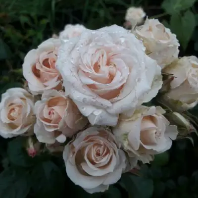 Роза ЯНА спрей в Новополоцке