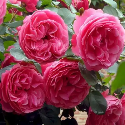 Роза ЛЕОНАРДО ДА ВИНЧИ флорибунда в Новополоцке