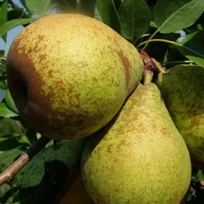 Груша ГЕНЕРАЛ ЛЕКЛЕРК в Новополоцке