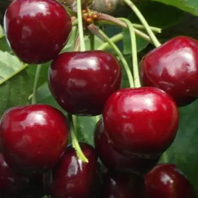Черешня ГРОНКАВАЯ в Новополоцке