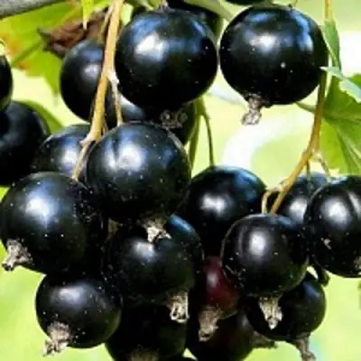 Смородина чёрная СОКРОВИЩЕ в Новополоцке