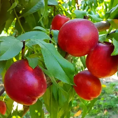 Нектарин НЕКТАРЕД-4 в Новополоцке