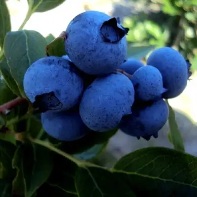 Голубика ДЖЕРСИ в Новополоцке