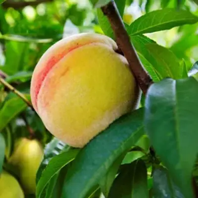 Персик ДОНЕЦКИЙ ЖЕЛТЫЙ в Новополоцке