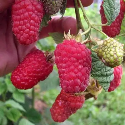 Малина МАРОСЕЙКА в Новополоцке