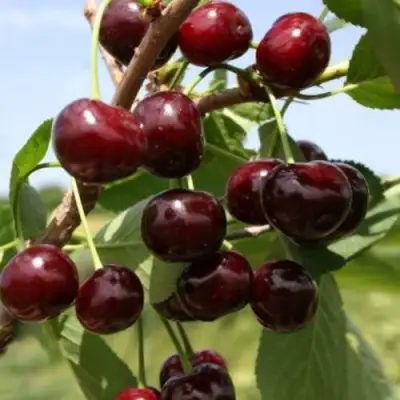 Вишня ГРИОТ БЕЛОРУССКИЙ в Новополоцке