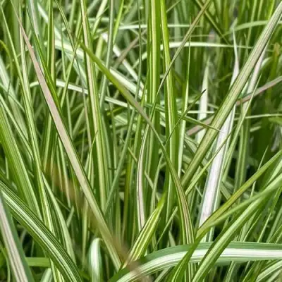 Вейник АВАЛАНШ остроцветковый в Новополоцке