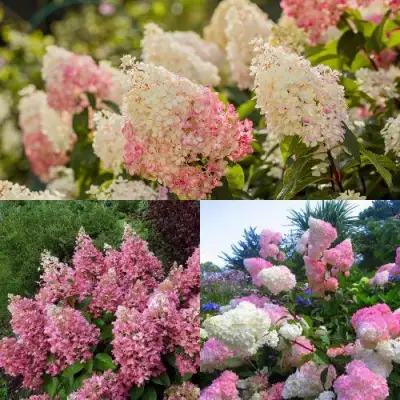 Комплект ЯГОДНОЕ МОРОЖЕНОЕ в Новополоцке